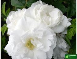 Роза "Marie Bugnet" (Мари Багнет)