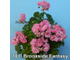 Пеларгония Brookside Fantasy