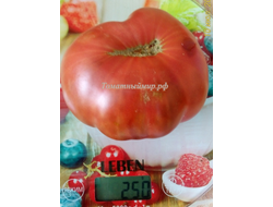 Томат Черный как уголь (Noire Charbonneuse, Канада)