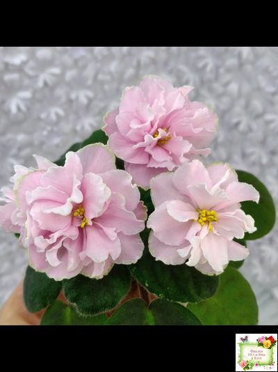 АВ-Амур и Розы (Фиалковод) 2023 г.