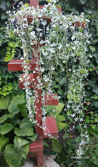Dichondra Argentea Silver Falls, Дихондра серебряный водопад, ампельное ...