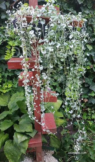 Dichondra Argentea Silver Falls