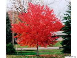 Туя Смарагд вдоль забора - Красовский-Сад.рф