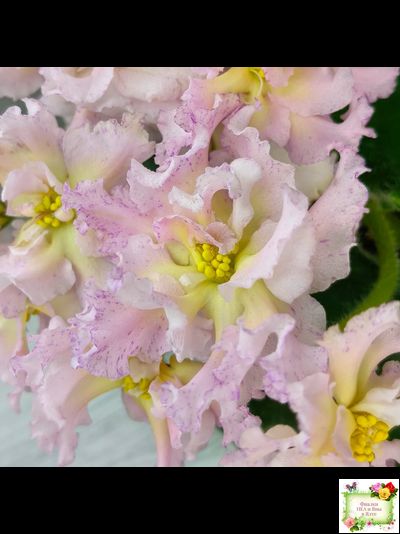 РМ-Солнечное Конфетти (Н. Скорнякова) 2022 г.