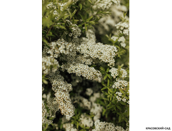 Спирея серая Грефшейм - Grefsheim в форме шара