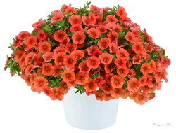 Калибрахоа Colibri Tangerine в горшке 0,5л