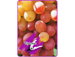 Нежность (укоренённый черенок)