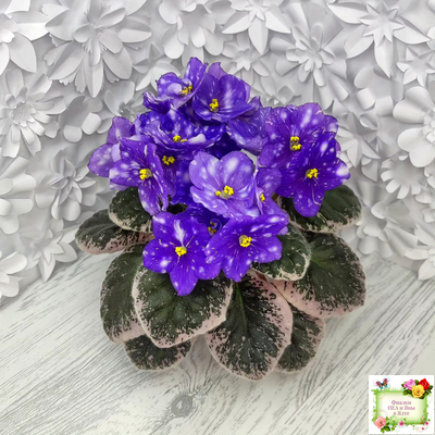 Rivermist Galaxy (J.Baker) (10973) 04/13/2018