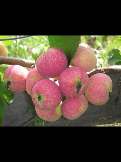 Воспитанница (яблоня)