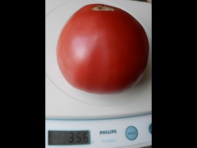 Томат Большая малина (Great Raspberry)