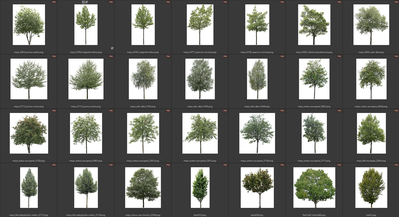 Деревья летние лиственные