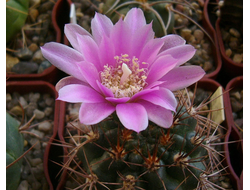 Gymnocalycium neuhuberi GN-89-77 - 5 семян