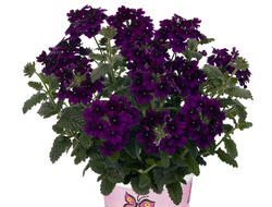 Вербена гибридная Empress Flair Violet Blue, p9