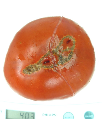 Томат Мир Марианны (Marianna's Peace)