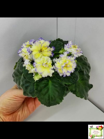 ЛЕ-Золото Нибелунгов (Е. Лебецкая) 2017 г.