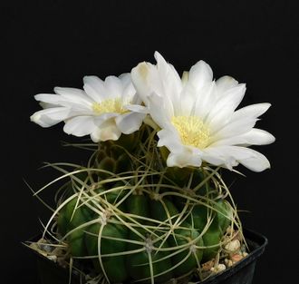 Gymnocalycium monvillei v.steineri VG-1247 - 5 семян