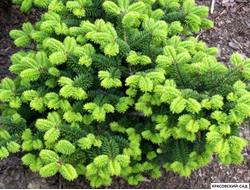 Пихта бальзамическая Киви - Abies Balsamea Kiwi