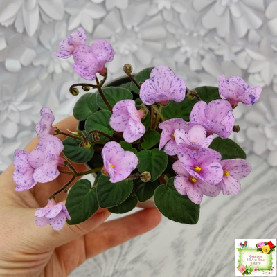 Frosted Fantasy (C.Sotkiewicz) трейлер