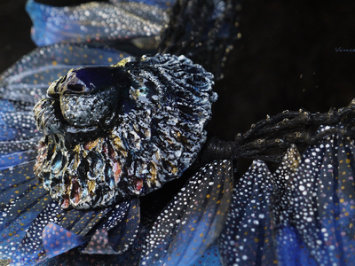 Парадное колье под шейку "Морской Лев, Владыка Великих Вод"