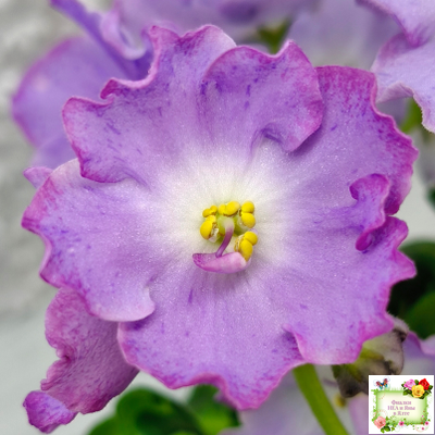 АВ-Девочка с Севера (Фиалковод) 2021 г.