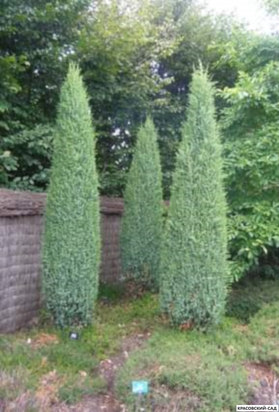 Можжевельник Хиберника - Hibernica