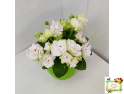 Irish Flirt mini (S.Sorano)