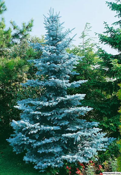 Ель Ольденбург - Oldenburg