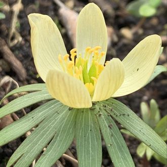 Eranthis &quot;Pauline&quot;