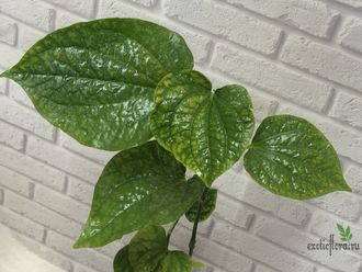 Piper sp. / Перчик природный крупнолистный