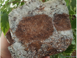 Астрофиллит. Кольский п-ов. Россия.