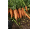 Морковь домашняя, кг