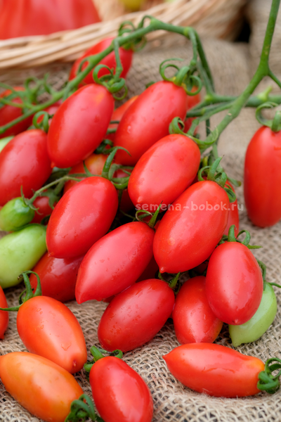 Томат Килечки, 10 шт