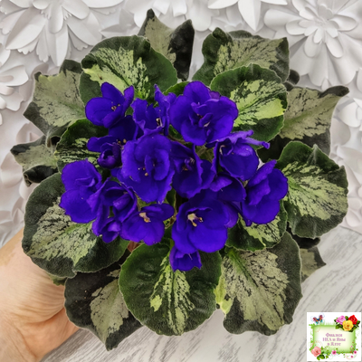 Harmony's Little Stinker (Harmony) листовая химера (пасынок сорт укоренённый)