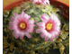 Mammillaria laui ssp.dasyacantha L1219 - 10 семян