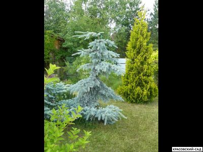 Ель Глаука Пендула - Glauca Pendula