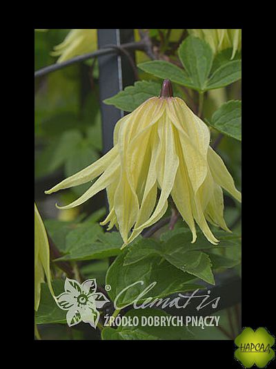 Клематис &quot;Golden Surprise&quot; (Голден Сюрпрайз) (саженец 2 года)