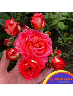 Роза Нотр дпм дю розер