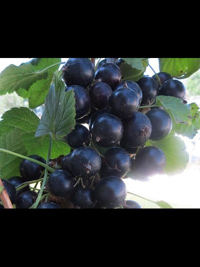 Нестер Козин (смородина черная), 2 года, ЗКС