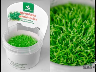 UTRICULARIA GRAMINIFOLIA/ УТРИКУЛЯРИЯ ГРАМИНИФОЛИЯ (меристемная)