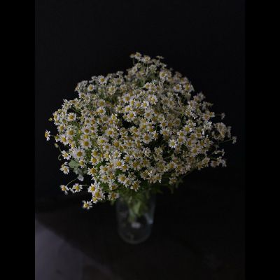 Ромашка кустовая танацетум 51 шт