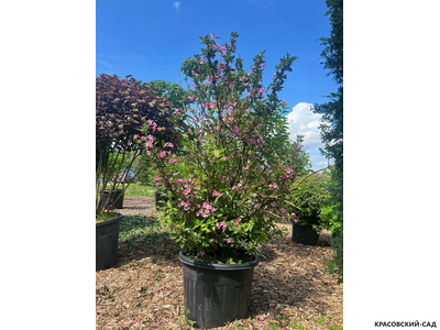 Вейгела цветущая Виктория фото в ландшафте красовский-сад.рф