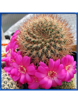 Sulcorebutia confusa LH 1254