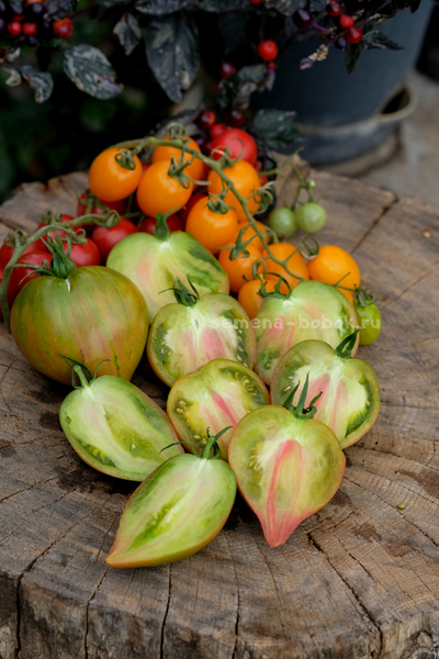 Томат Волшебная Радуга, 10 шт