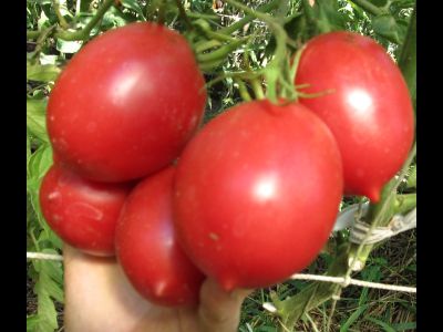 Томат Сызранская пипочка (условное)