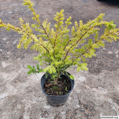 Тис ягодный Элегантиссима - Elegantissima