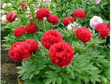 Пион CAROL, ЗКС, контейнер 4 л.