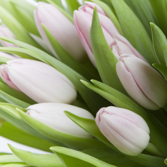 Подарочный букет из 51 тюльпана