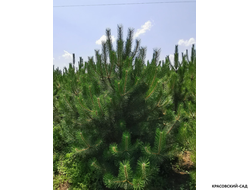 Сосна Черная - Pinus Nigra