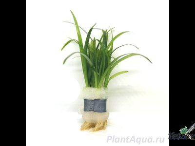 Сагиттария субулата (куст)