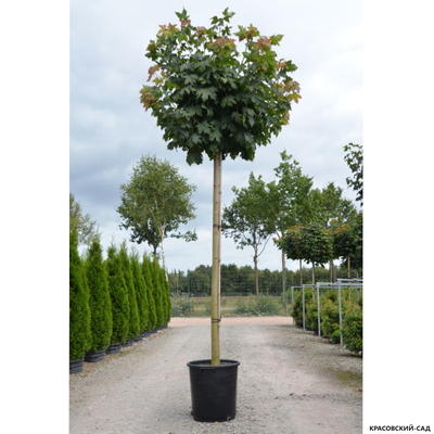 Клен остролистный Глобосум - Globosum